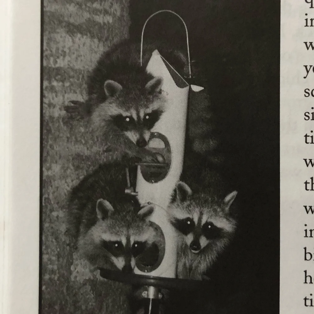 “Squirrel Wars: backyard wildlife battles and how to win them” illustrated book - Picture 5 of 12